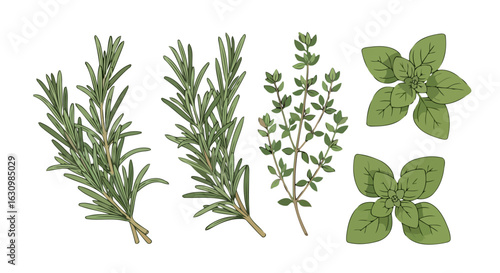 fresh rosemary thyme and oregano herbs for culinary designs
