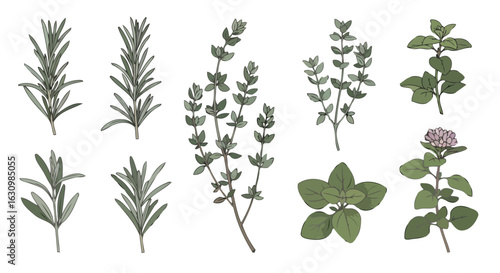 fresh rosemary thyme and oregano herbs for culinary designs