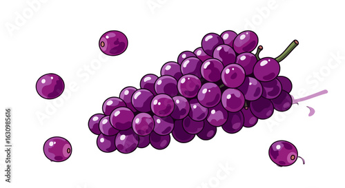 juicy purple grapes fresh fruit illustration for food blogs websites