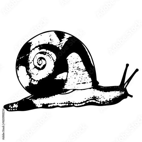 Vector Detailed of a crawling snail with a patterned .