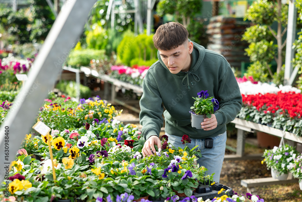 Male customer chooses viola wittrockiana flower in flower shop Male customer chooses viola wittrockiana flower in flower shop