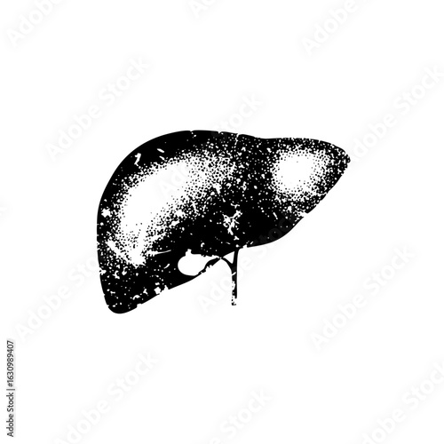 Vector Detailed of a human liver organ.