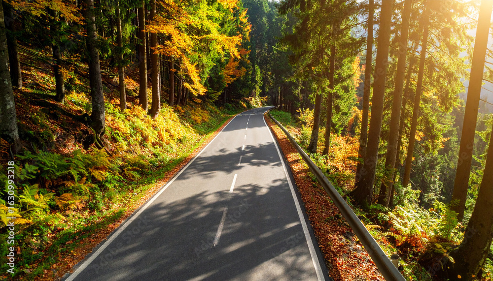 Naklejka premium Autumnal Road Through a Mountain Forest, Fresh Green Beautiful Fern Trees