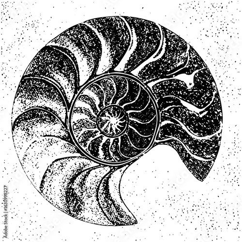 Vector Detailed nautilus with textured lines.