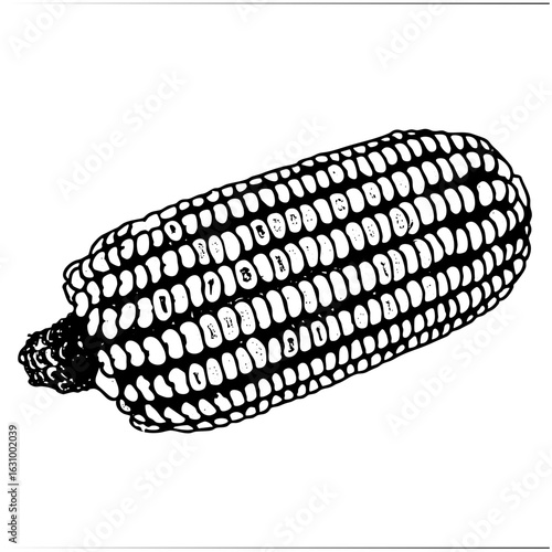 Vector Detailed of a corn cob with visible kernels.