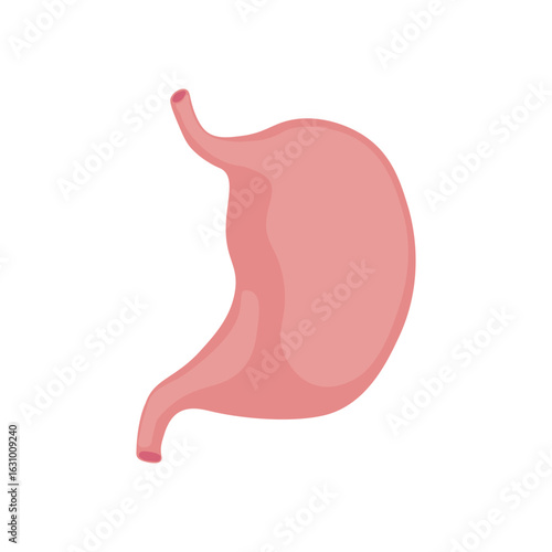Stomach Human Organs