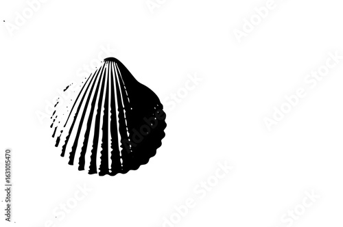 Vector Detailed black scallop .