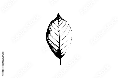 Vector Detailed of a single beech leaf with prominent veins.