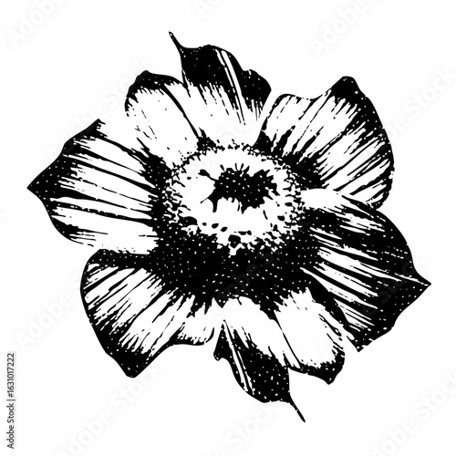 Vector Detailed floral of a blossoming poppy flower.