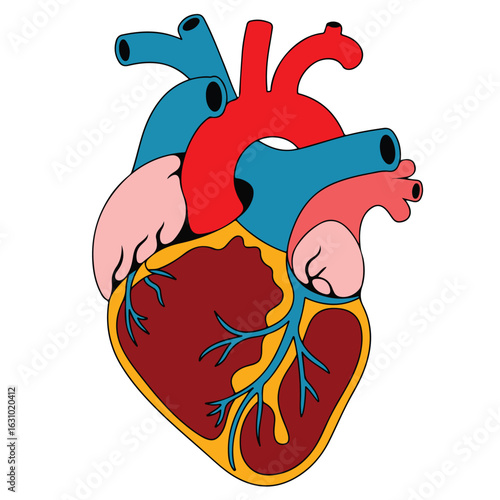 Illustration of a human heart with arteries and veins in red blue and pink on a white background art
