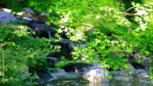 日本、大阪、鶴見綠地公園、公園、木、花、綠色、青空、写真素材	
