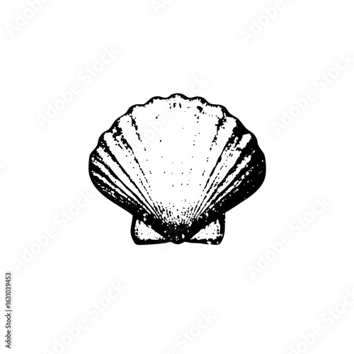 Vector Detailed of a scallop with radiating lines.