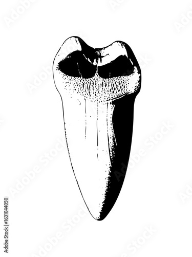 Vector Detailed of a human tooth with enamel and root structure.