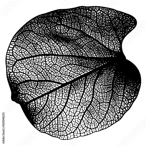 Vector Intricate leaf skeleton showcases detailed botanical structure.