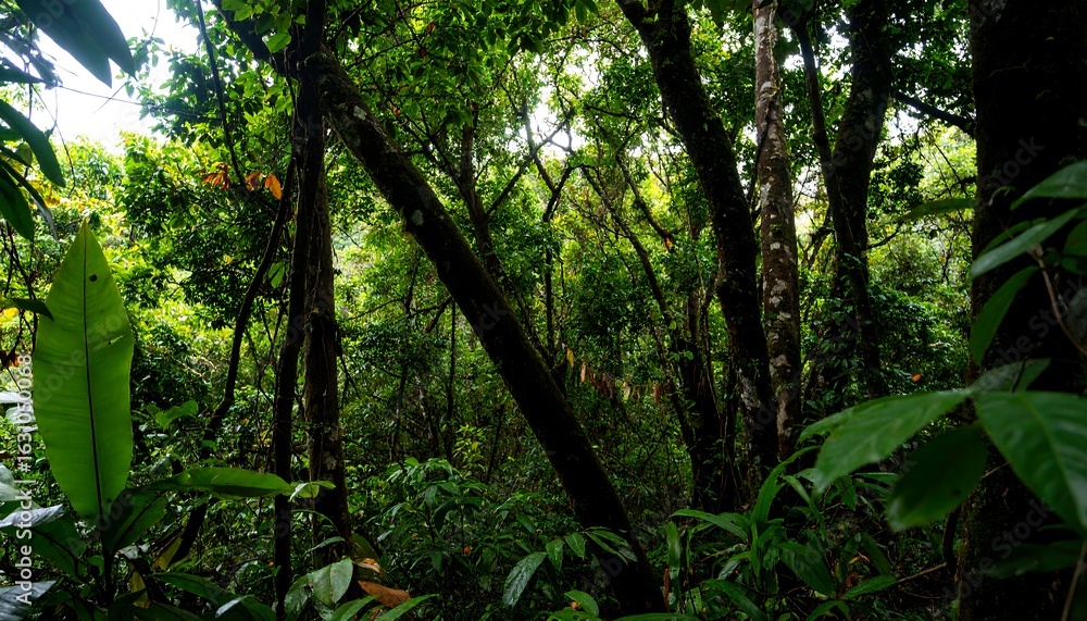 Fototapeta premium Lush tropical forest canopy