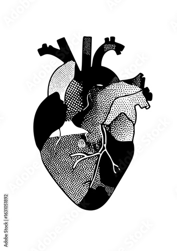 Vector Detailed anatomical heart with stippled textures.