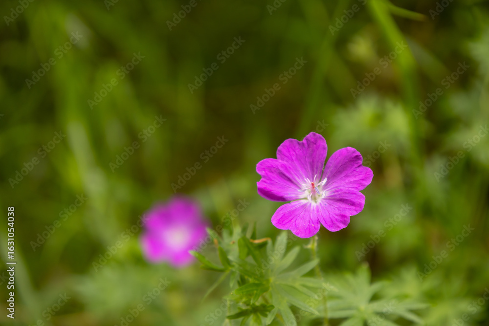 Fototapeta premium Delicate violet flower with a blurred background.