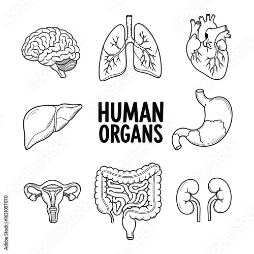 Anatomical vector illustration set of human internal organs, a black and white collection of medical icons for science education.