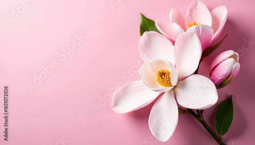 Magnolia flower bouquet on a soft pink background, overhead view, ample copy space , texture, delicate, pink