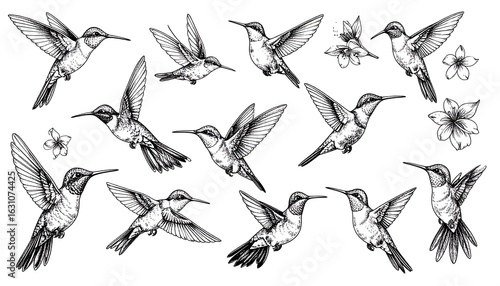 Black and white hummingbird illustrations