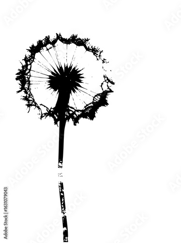 Vector Elegant dandelion seed head in monochrome.