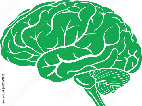 Green illustration of a human brain isolated on transparent background