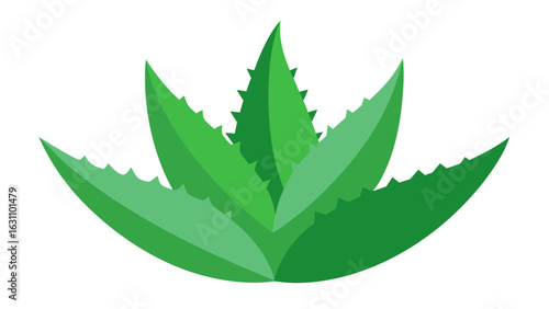 Aloe Vera Plant Green Leaves Top View Illustration