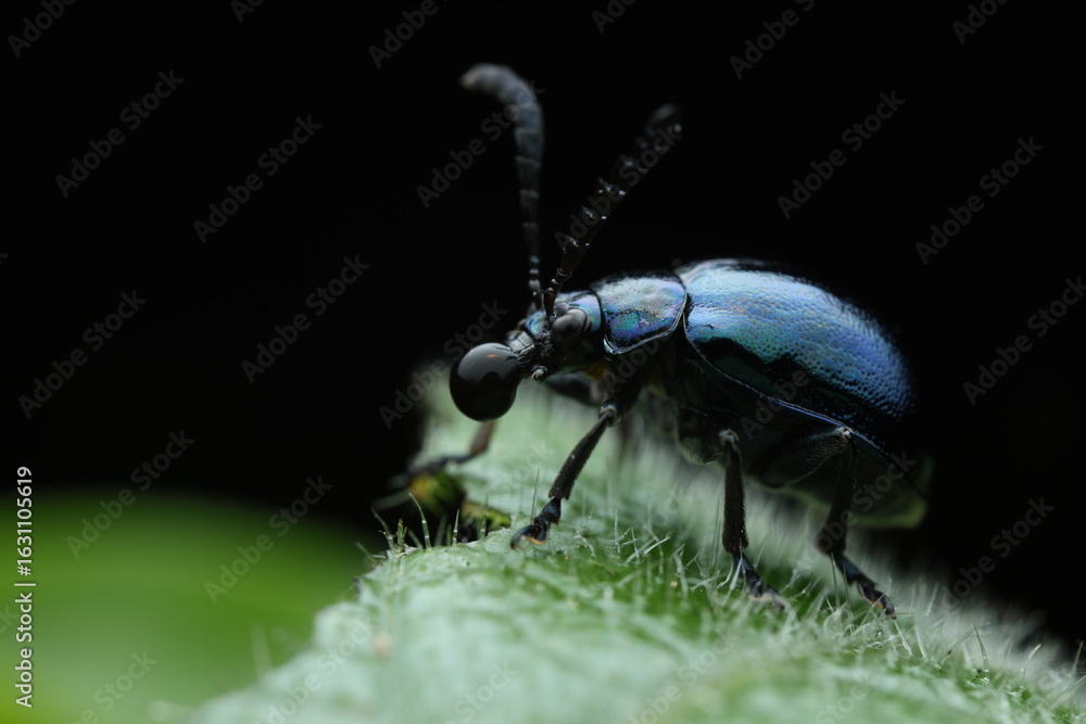 Naklejka premium A close-up of a Mint Beetle (Chrysolina menthastri) resting on a green leaf, possibly mint or a related plant. This metallic green beetle belongs to the leaf beetle family (Chrysomelidae) 