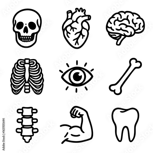 A set of doodle line icons representing anatomy human body parts such as skull, brain, heart, bones, muscles, and organs
