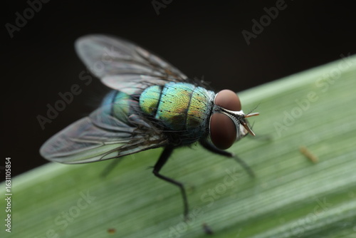 A common green bottle fly (Lucilia sericata) resting on a green leaf. This blowfly species is known for its metallic green body and is often found near decaying matter. 