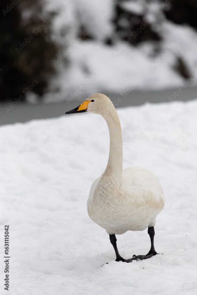 Obraz premium A migratory whooping swan (Cygnus cygnus) stands in a snowfield.