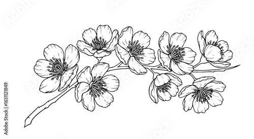 Hand Drawn Cherry Blossom Branch Line Art Vector Illustration