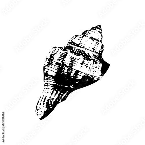 Vector Detailed monochrome of a spiral seashell.