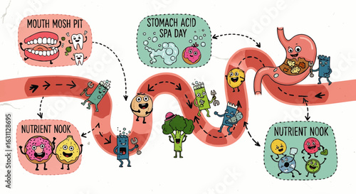 Cartoon illustration of the digestive system journey, showing food processing stages with cute characters.
