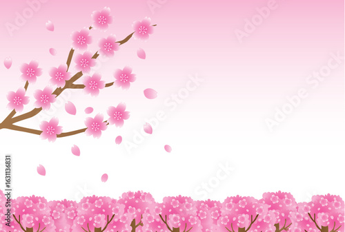 桜のポストカード
