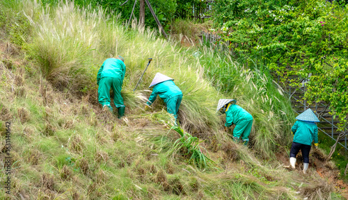 NovaWorld Phan Thiet, Binh Thuan Province, Vietnam - June 30, 2025: Sanitation workers cut weeds at NovaWorld Phan Thiet, Binh Thuan Province, Vietnam