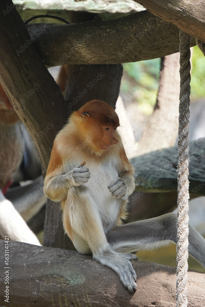 Fototapeta premium Bekantan or proboscis monkey sits on a wooden structure, holding a small piece of food.