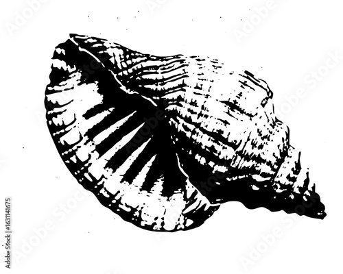 Vector Detailed monochrome of a marine .