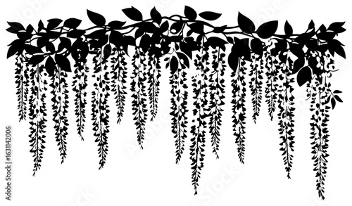 Wisteria vine decoration border silhouette
