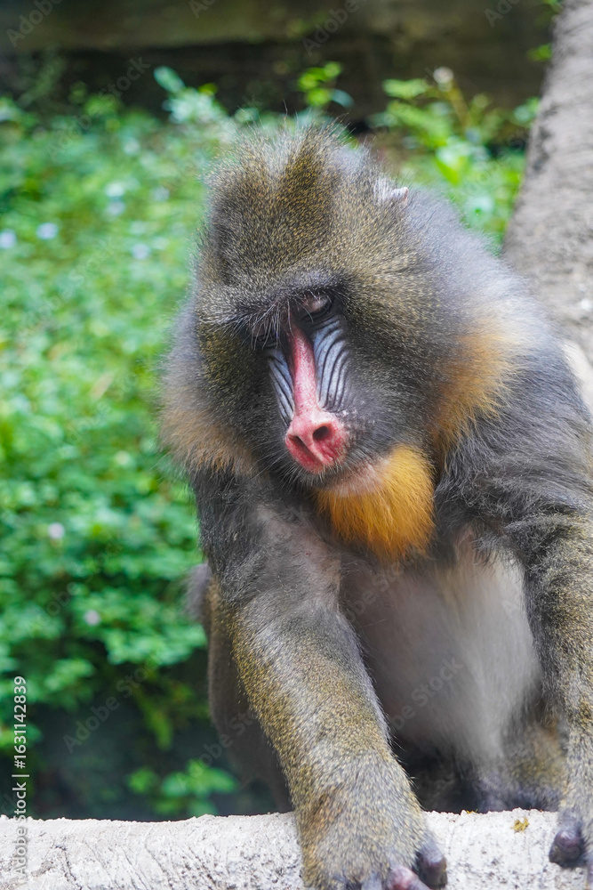 Obraz premium a mandrill with its head bowed, showcasing its distinctive colorful facial features and textured fur.