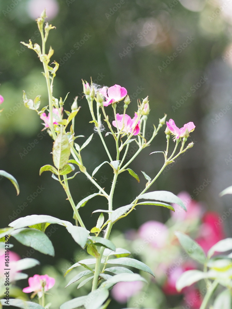 Obraz premium pink rose flower