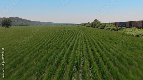 Wallpaper Mural A low flying shot over a southern Illinois corn field. There is a bright blue summer sky with a train passing by in the distance. Torontodigital.ca