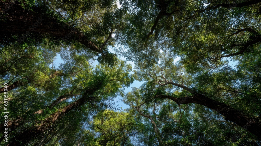 Fototapeta premium Forest canopy from below, leaves rustling in the breeze and sky peeking through the treetops 
