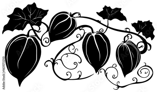 Chayote vine decoration border silhouette