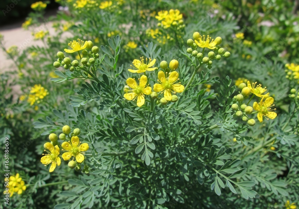 Fototapeta premium Blooming common rue plant offering vibrant yellow flowers and blue-green foliage