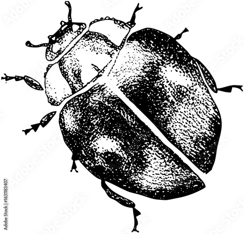 Vector Detailed of a beetle with prominent antennae and segmented body.