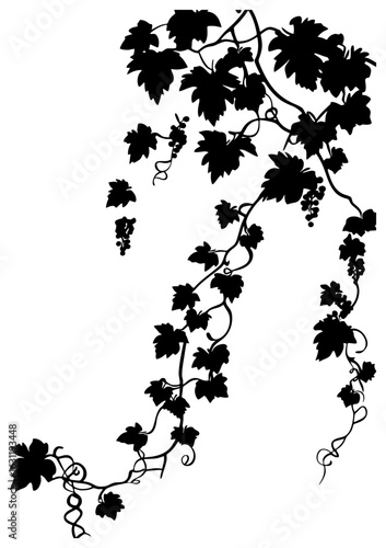 Grape vine illustration silhouette border