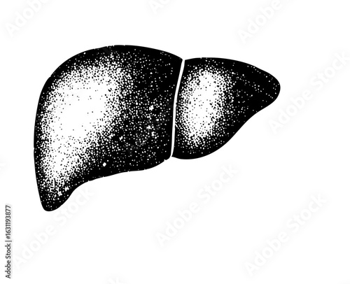 Vector Detailed of a human liver with textured surface.