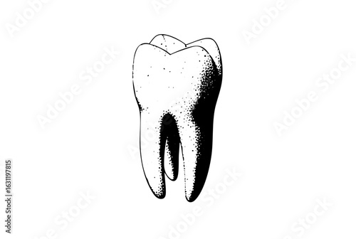 Vector Detailed of a human molar tooth with visible roots.