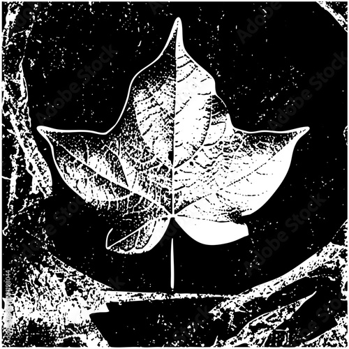 Vector Detailed sycamore leaf with textured veins.